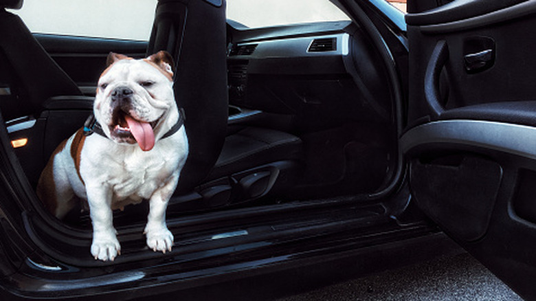 Bulldogge steigt aus einem Auto