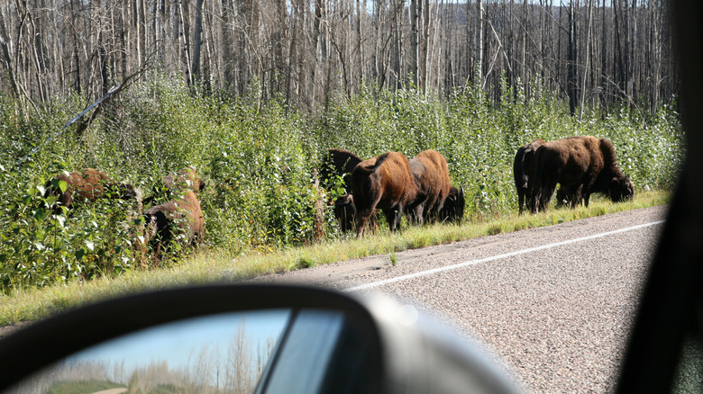 Bison am Straßenrand in Kanada